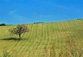 Stipula del contratto di compartecipazione agraria e agevolazioni piccola proprietà contadina