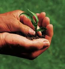 Nuovo assetto normativo per le eccellenze agroalimentari: attuazione del regolamento UE su DOP, IGP e STG